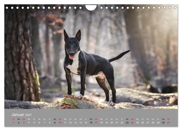 Produktbild: Bullterrier - charmante Herzensbrecher (Wandkalender 2027 DIN A4 quer), CALVENDO Monatskalender