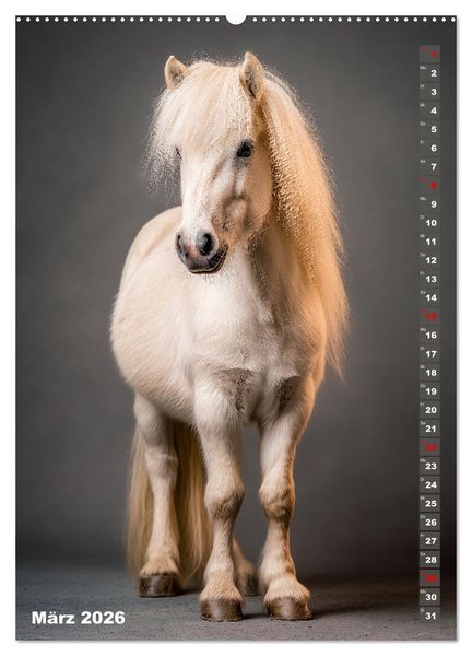 Produktbild: Das Leben ist ein Ponyhof - Zwergponys im Studiolicht (hochwertiger Premium Wandkalender 2026 DIN A2 hoch), Kunstdruck in Hochglanz