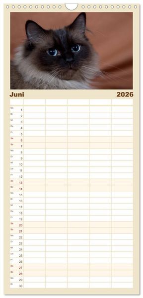 Produktbild: Familienplaner 2026 - Ragdolls mit 5 Spalten (Wandkalender, 21 x 45 cm) CALVENDO