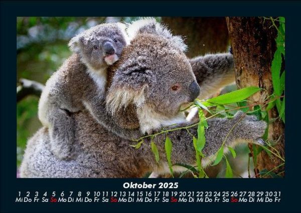 Produktbild: Der Tierkalender 2025 Fotokalender DIN A5