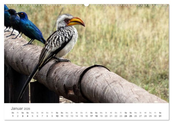 Produktbild: Afrika - Tiere im Kr&uuml;ger Nationalpark (hochwertiger Premium Wandkalender 2026 DIN A2 quer), Kunstdruck in Hochglanz