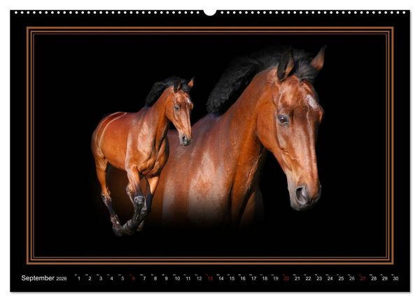 Produktbild: Traumpferde-ART-Collection (hochwertiger Premium Wandkalender 2026 DIN A2 quer), Kunstdruck in Hochglanz