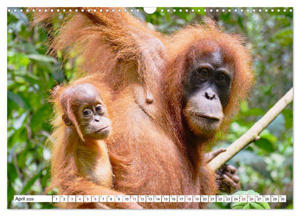 Produktbild: Die letzten freilebenden Orang Utans (Wandkalender 2026 DIN A3 quer), CALVENDO Monatskalender
