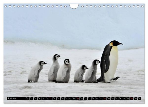 Produktbild: Pinguine - Watscheln im festlichen Kleid (Wandkalender 2026 DIN A4 quer), CALVENDO Monatskalender