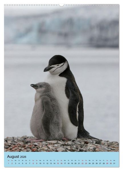 Produktbild: Antarktis - Das Gebiet der Pinguine (Wandkalender 2026 DIN A2 hoch), CALVENDO Monatskalender