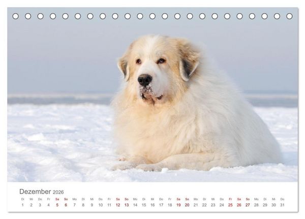 Produktbild: Pyren&auml;enberghunde (Tischkalender 2026 DIN A5 quer), CALVENDO Monatskalender