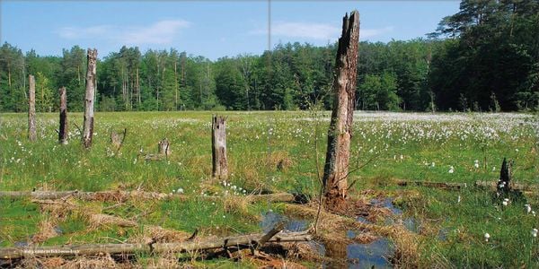 Produktbild: Mecklenburgs alte Buchenw&auml;lder