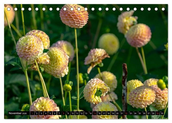 Produktbild: Dahlien - Blumenwunder der Natur (Tischkalender 2026 DIN A5 quer), CALVENDO Monatskalender