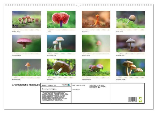 Produktbild: Champignons magiques (Calendrier mural 2026 DIN A2 vertical), CALVENDO calendrier mensuel
