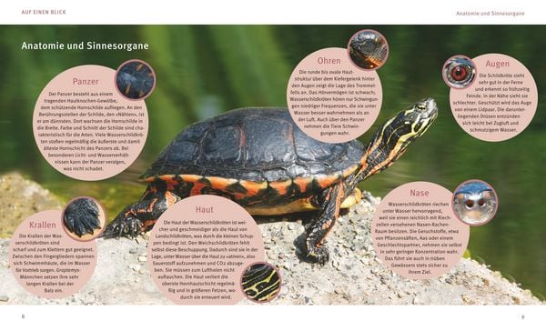 Produktbild: Wasserschildkr&ouml;ten