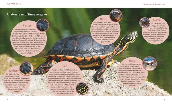 Produktbild: Wasserschildkr&ouml;ten