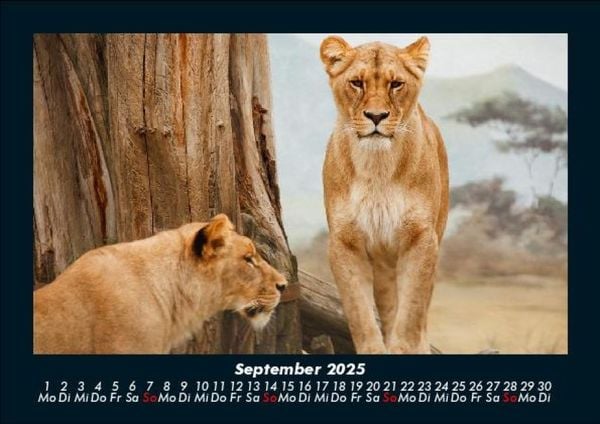 Produktbild: L&ouml;wen in der Wildnis 2025 Fotokalender DIN A5