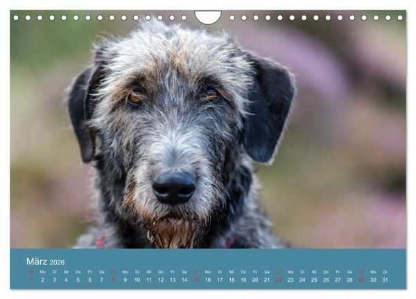 Produktbild: Irische Wolfshunde (Wandkalender 2026 DIN A4 quer), CALVENDO Monatskalender