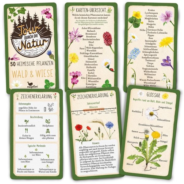 Produktbild: Tour durch die Natur - 50 heimische Pflanzen - Wald & Wiese