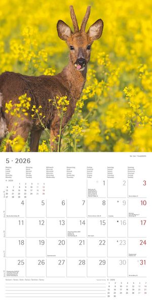 Geheimnisvolles Waldleben 2026 - Broschürenkalender 30x30 cm (30x60 geöffnet) - Kalender mit Platz für Notizen - Forest Animals - Bildkalender - Wandk