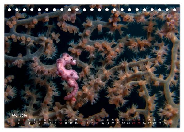 Produktbild: Hippocampus oder einfach nur Seepferdchen (Tischkalender 2026 DIN A5 quer), CALVENDO Monatskalender