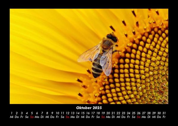Produktbild: Bienen 2025 Fotokalender DIN A3