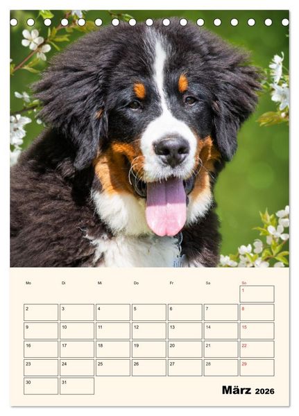Produktbild: Traumhaft sch&ouml;n - Der Berner Sennenhund (Tischkalender 2026 DIN A5 hoch), CALVENDO Monatskalender