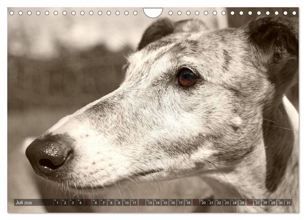 Produktbild: Galgo eye-catcher (Wandkalender 2026 DIN A4 quer), CALVENDO Monatskalender