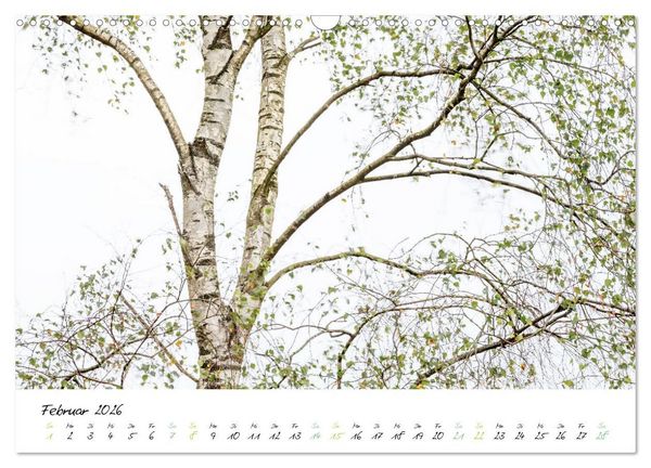 Produktbild: In der Welt der B&auml;ume (Wandkalender 2026 DIN A3 quer), CALVENDO Monatskalender