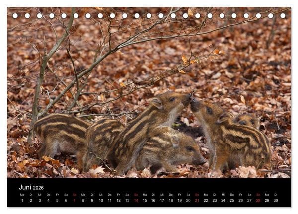 Produktbild: Wilde Wutzen. Das heimische Wildschwein (Tischkalender 2026 DIN A5 quer), CALVENDO Monatskalender