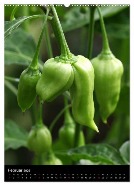 Produktbild: Chilis - H&ouml;llisch scharfe Fr&uuml;chtchen (hochwertiger Premium Wandkalender 2026 DIN A2 hoch), Kunstdruck in Hochglanz
