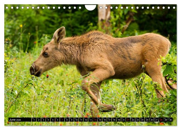 Produktbild: MOOSE Of The Northern Woods (Wall Calendar 2026 DIN A4 landscape), CALVENDO 12 Month Wall Calendar