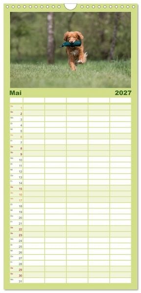 Produktbild: Familienplaner 2027 - Toller - Nova Scotia Duck Tolling Retriever mit 5 Spalten (Wandkalender, 21 x 45 cm) CALVENDO