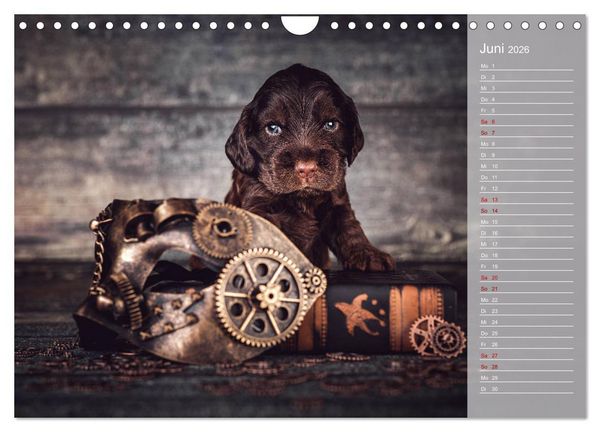 Produktbild: Englische Cocker Spaniel Welpen (Wandkalender 2026 DIN A4 quer), CALVENDO Monatskalender