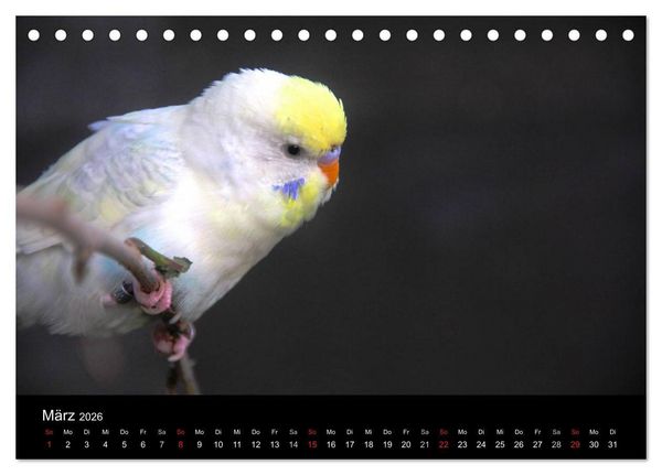 Produktbild: Wellensittiche - Naturkalender (Tischkalender 2026 DIN A5 quer), CALVENDO Monatskalender