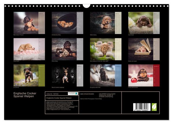 Produktbild: Englische Cocker Spaniel Welpen (Wandkalender 2026 DIN A3 quer), CALVENDO Monatskalender