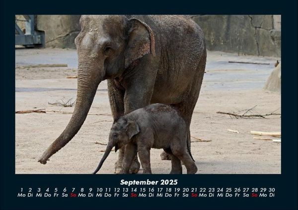 Produktbild: Der Elefantenkalender 2025 Fotokalender DIN A4