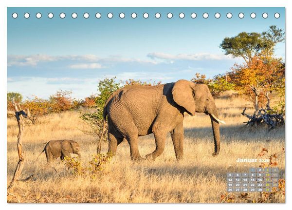 Produktbild: Babyelefanten (Tischkalender 2026 DIN A5 quer), CALVENDO Monatskalender