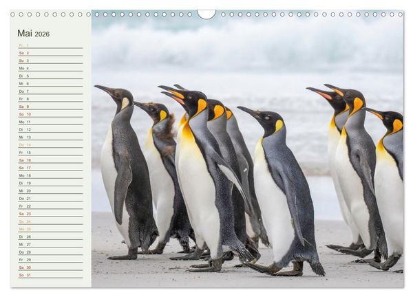 Produktbild: Unter Pinguinen (Wandkalender 2026 DIN A3 quer), CALVENDO Monatskalender