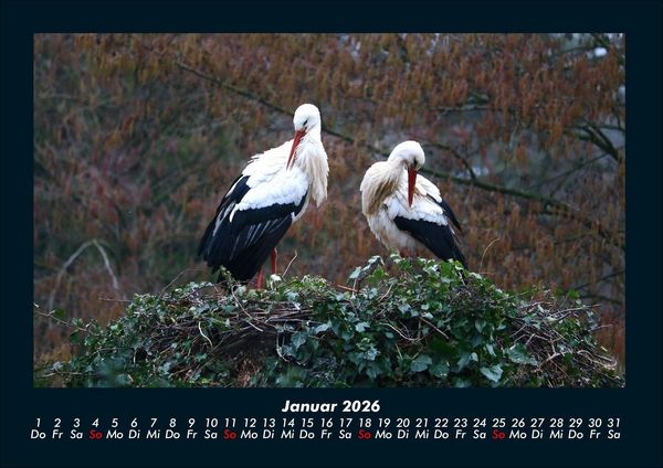 Produktbild: V&ouml;gel 2026 Fotokalender DIN A4