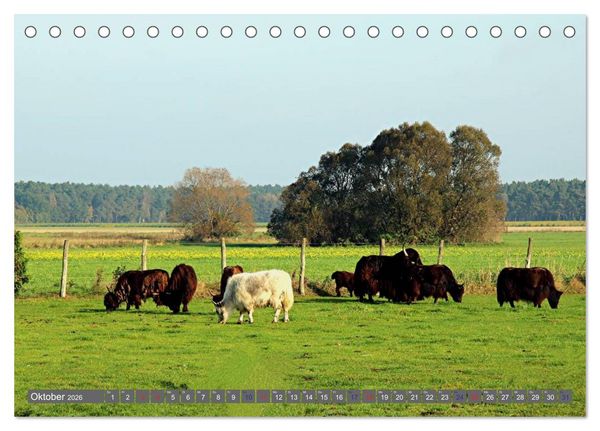 Produktbild: Der Yak (Tischkalender 2026 DIN A5 quer), CALVENDO Monatskalender