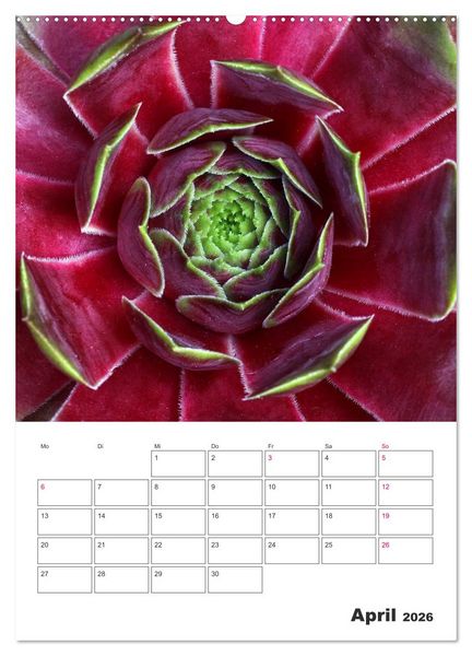 Produktbild: Ich liebe Sempervivum (Wandkalender 2026 DIN A2 hoch), CALVENDO Monatskalender