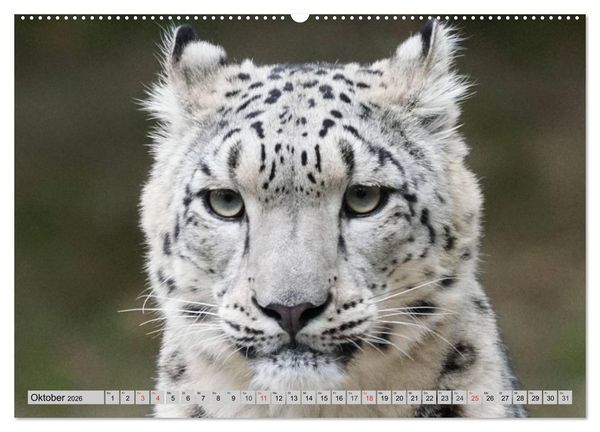 Produktbild: Schneeleoparden. Perfekte Raubkatzen-Sch&ouml;nheiten (Wandkalender 2026 DIN A2 quer), CALVENDO Monatskalender