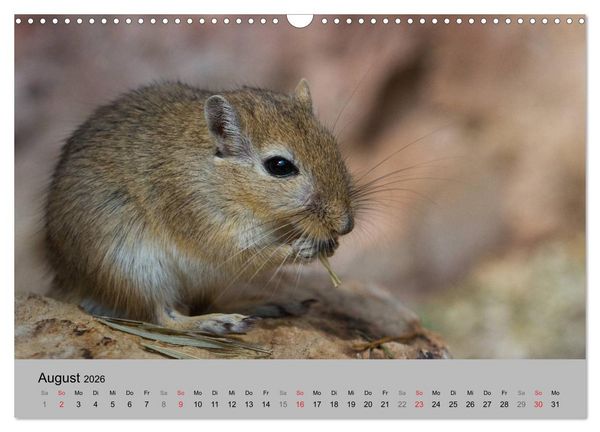 Produktbild: Mausebande (Wandkalender 2026 DIN A3 quer), CALVENDO Monatskalender