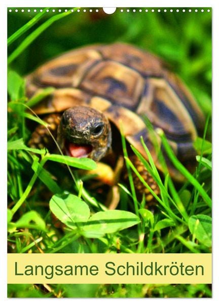 Produktbild: Langsame Schildkr&ouml;ten (Wandkalender 2026 DIN A3 hoch), CALVENDO Monatskalender