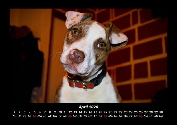 Produktbild: Welpen 2026 Fotokalender DIN A3