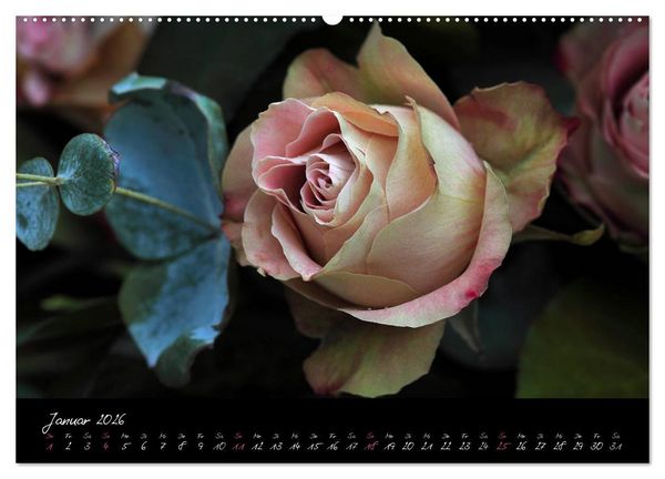 Produktbild: Rosen Romanze - Visuelle Musik (hochwertiger Premium Wandkalender 2026 DIN A2 quer), Kunstdruck in Hochglanz