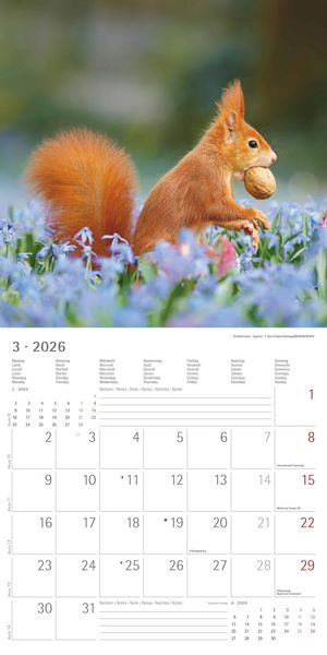 Geheimnisvolles Waldleben 2026 - Broschürenkalender 30x30 cm (30x60 geöffnet) - Kalender mit Platz für Notizen - Forest Animals - Bildkalender - Wandk