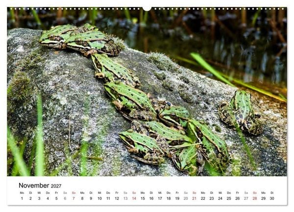 Produktbild: Paradies Naturgarten (Wandkalender 2027 DIN A2 quer), CALVENDO Monatskalender