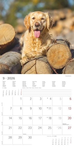 Produktbild: Hunde 2026 - Broschürenkalender 30x30 cm (30x60 geöffnet) - Kalender mit Platz für Notizen - Dogs - Bildkalender - Wandkalender - Hundekalender