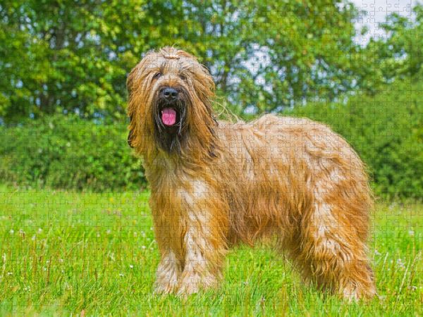 Produktbild: CALVENDO Puzzle Eine wahre Sch&ouml;nheit - Briard | 1000 Teile Lege-Gr&ouml;&szlig;e 64x48cm Foto-Puzzle f&uuml;r gl&uuml;ckliche Stunden