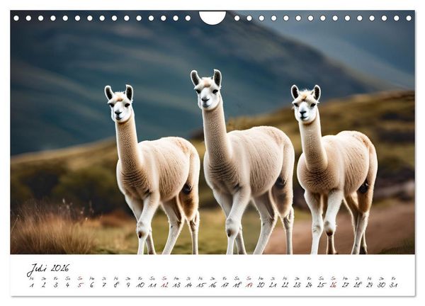 Produktbild: Alpakas, die sanften Andenbewohner (Wandkalender 2026 DIN A4 quer), CALVENDO Monatskalender