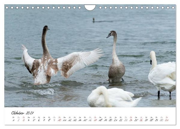 Produktbild: Vom K&uuml;ken zum Schwan (Wandkalender 2027 DIN A4 quer), CALVENDO Monatskalender