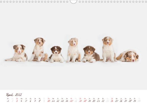 Produktbild: Wunderbare Australian Shepherds (Wandkalender 2022 DIN A3 quer)