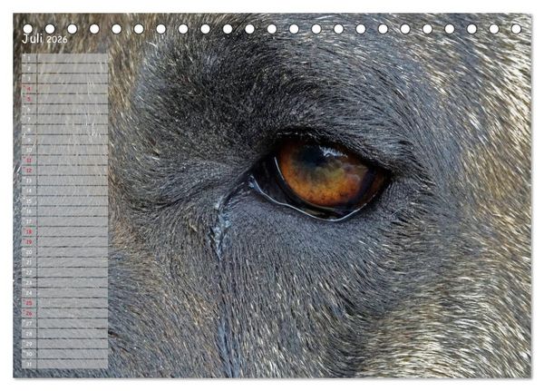 Produktbild: Dogo Canario (Tischkalender 2026 DIN A5 quer), CALVENDO Monatskalender